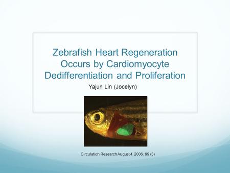 Zebrafish Heart Regeneration Occurs by Cardiomyocyte Dedifferentiation and Proliferation Yajun Lin (Jocelyn) Circulation Research August 4, 2006; 99 (3)