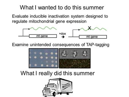 What I wanted to do this summer Evaluate inducible inactivation system designed to regulate mitochondrial gene expression Examine unintended consequences.