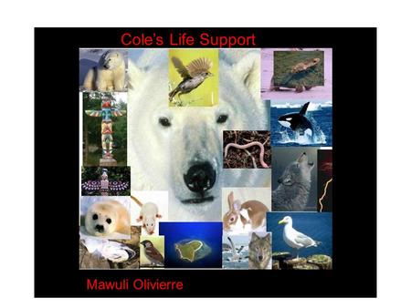 Cole’s Life Support Mawuli Olivierre. Touching spirit Bear is a novel about a Young man name Cole Mathews who was brought up under abusive condition.