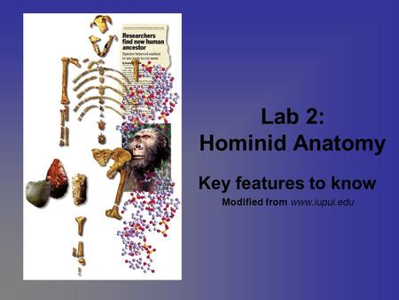 Lab 2: Hominid Anatomy Key features to know Modified from www.iupui.edu.
