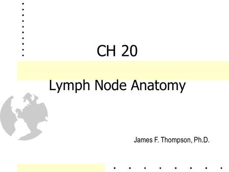 4/16/2017 CH 20 Lymph Node Anatomy James F. Thompson, Ph.D.