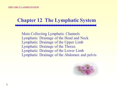 Chapter 12 The Lymphatic System