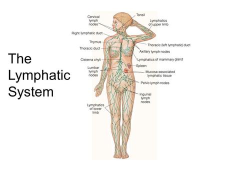 The Lymphatic System. Roles of the Lymphatic System 1)One-way drainage system. 2) Lipid Absorption from Small Intestine. 3) Produce & circulates Immune.