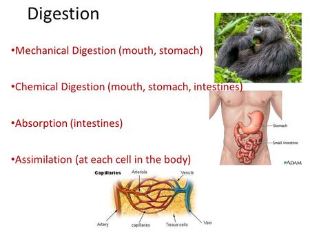 Digestion Mechanical Digestion (mouth, stomach) Chemical Digestion (mouth, stomach, intestines) Absorption (intestines) Assimilation (at each cell in the.
