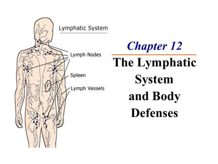 Chapter 12 The Lymphatic System and Body Defenses