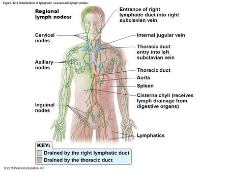 Figure 12.3 Distribution of lymphatic vessels and lymph nodes.