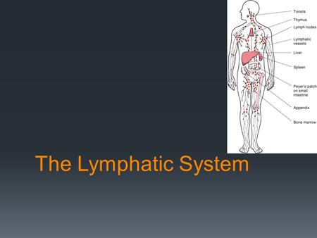 The Lymphatic System.