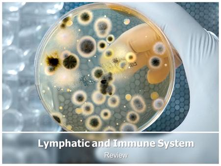 Lymphatic and Immune System Review. blast/o immature carcin/o cancerous -rrhaphy to suture.
