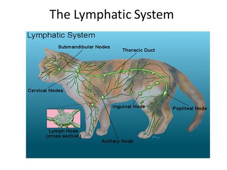 The Lymphatic System. Capillary Bed As the arterial blood moves in to the capillary bed it is at a high pressure. Blood plasma, minus the blood cells.