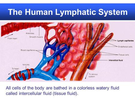 The Human Lymphatic System All cells of the body are bathed in a colorless watery fluid called intercellular fluid (tissue fluid).