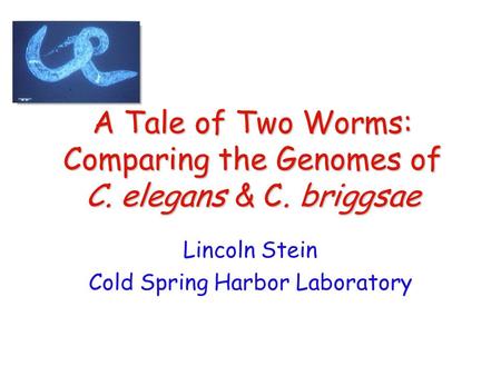 A Tale of Two Worms: Comparing the Genomes of C. elegans & C. briggsae Lincoln Stein Cold Spring Harbor Laboratory.