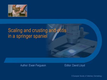 Scaling and crusting and otitis in a springer spaniel Author: Ewan FergusonEditor: David Lloyd © European Society of Veterinary Dermatology.