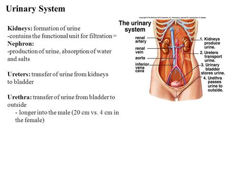 Urinary System Kidneys: formation of urine