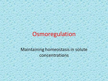Osmoregulation Maintaining homeostasis in solute concentrations.