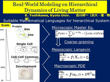 Cell-Cell Commun. Macroscopic PDE Mesoscopic Langevin Microscopic Master Eq. Coarse-graining Suitable Mathematical Languages for hierarchical System Single.