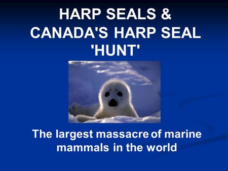 HARP SEALS & CANADA'S HARP SEAL 'HUNT' The largest massacre of marine mammals in the world.