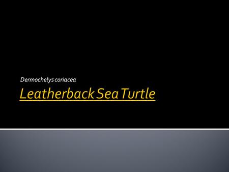 Dermochelys coriacea.  Leatherback sea turtle  Leatherback turtle  Dermochelys coriacea  No other known names in English