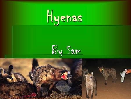 Hyenas By Sam Habitat Habitat  don’t have homes  Lazy - lay in mud or in shade  70 in a clan  roam Africa  Live in the savanna or grass land.