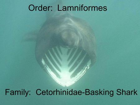 Order: Lamniformes Family: Cetorhinidae-Basking Shark.