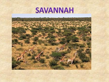 The savannahs are located in Africa, Madagascar, Australia, South America, India, and Southeast Asia. A savannah is a rolling grassland scattered with.