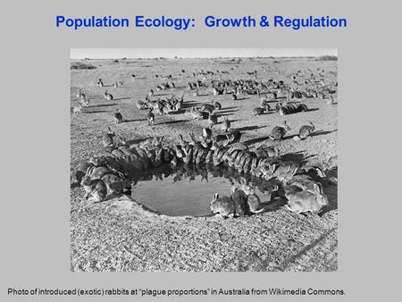 Population Ecology: Growth & Regulation Photo of introduced (exotic) rabbits at “plague proportions” in Australia from Wikimedia Commons.