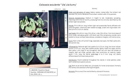 3680 3681 Colocasia esculenta ‘`Ula`ula kumu’ Lisa Raymond Ar - Colocasia esculenta ‘`Ula`ula kumu’ 3679 L-68.0135. Found on Kauai. Voucher: KMN 662 (07/26/1970)
