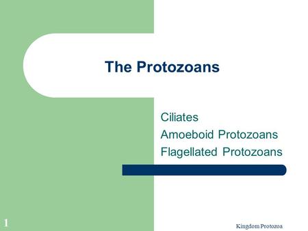 Ciliates Amoeboid Protozoans Flagellated Protozoans