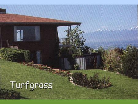 Turfgrass. Uneven fertilization Fertilizer injury Management Problems.