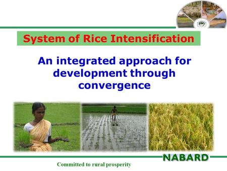 Committed to rural prosperity An integrated approach for development through convergence System of Rice Intensification.
