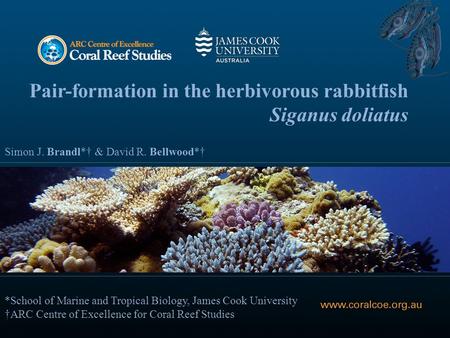 Pair-formation in the herbivorous rabbitfish Siganus doliatus Simon J. Brandl*† & David R. Bellwood*† *School of Marine and Tropical Biology, James Cook.