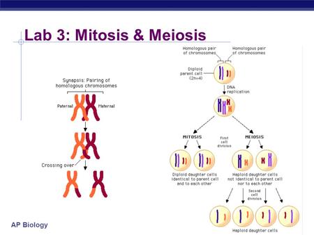 AP Biology 2004-2005 Lab 3: Mitosis & Meiosis. AP Biology 2004-2005 Lab 3: Mitosis & Meiosis  Concepts  mitosis  interphase  Prophase  prometaphase.
