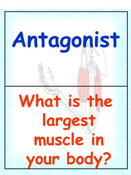 What is the largest muscle in your body?