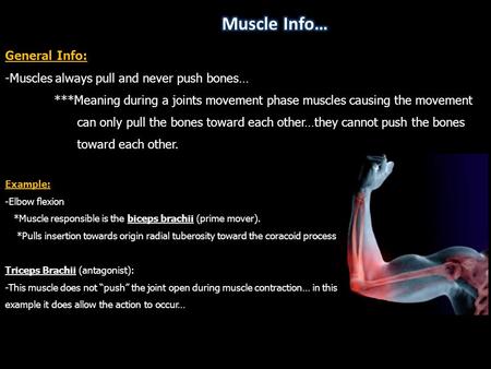 Muscle Info… General Info: -Muscles always pull and never push bones…