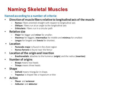 Naming Skeletal Muscles