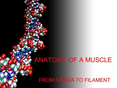 FROM FASCIA TO FILAMENT