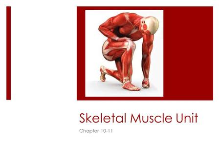 Skeletal Muscle Unit Chapter 10-11. Functions of skeletal muscles  Produce skeletal movement  Maintain posture and body position  Support soft tissues.
