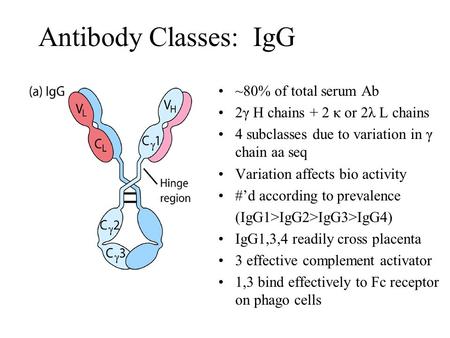 Antibody Classes: IgG ~80% of total serum Ab 2γ H chains + 2 κ or 2λ L chains 4 subclasses due to variation in γ chain aa seq Variation affects bio activity.