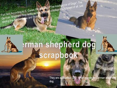 Fun fact: According to S. Coren, the author of The Intelligence of Dogs, The German Shepherd Dog ranks as the 3rd most intelligent dog breed of all,
