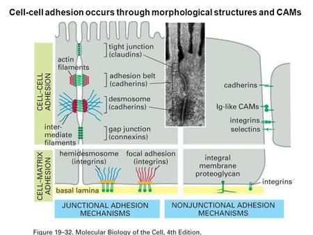 Cell-cell adhesion occurs through morphological structures and CAMs.