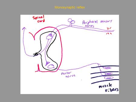 Monosynaptic reflex. Physiology G6001 Nerve and Synapse Classical elements of synaptic transmission: Neuromuscular junction Transmitter release Synaptic.