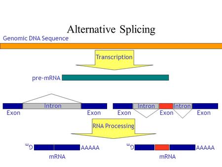 Alternative Splicing Genomic DNA Sequence GmGm AAAAA Exon Intron Exon GmGm AAAAA Transcription mRNA RNA Processing pre-mRNA.