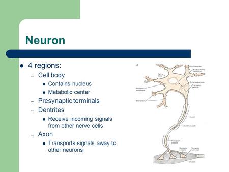 Neuron 4 regions: – Cell body Contains nucleus Metabolic center – Presynaptic terminals – Dentrites Receive incoming signals from other nerve cells – Axon.