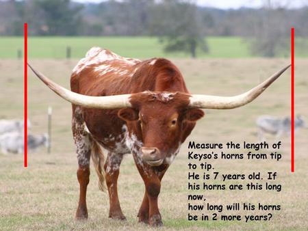 Measure the length of Keyso’s horns from tip to tip. He is 7 years old. If his horns are this long now, how long will his horns be in 2 more years?