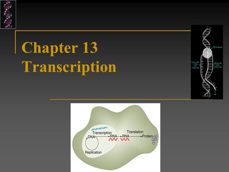 Chapter 13 Transcription RNA in the Primeval World What came first proteins or nucleic acids? or chicken Or the……… EGG! Life’s Paradox…