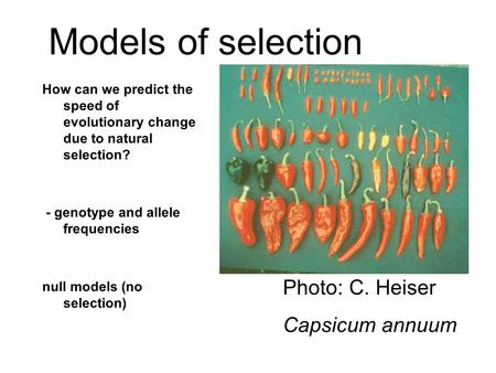 Models of selection Photo: C. Heiser Capsicum annuum