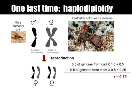 One last time: haplodiploidy reproduction 0.5 of genome from dad X 1.0 = 0.5 0.5 of genome from mom X 0.5 = 0.25 + r = 0.75 Leafcutter ant queen + workers.