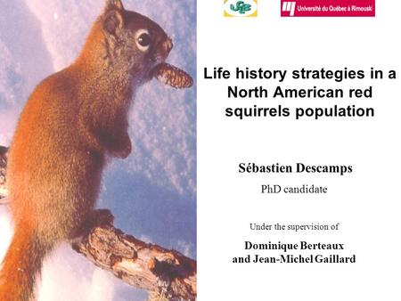 Life history strategies in a North American red squirrels population Sébastien Descamps PhD candidate Under the supervision of Dominique Berteaux and Jean-Michel.