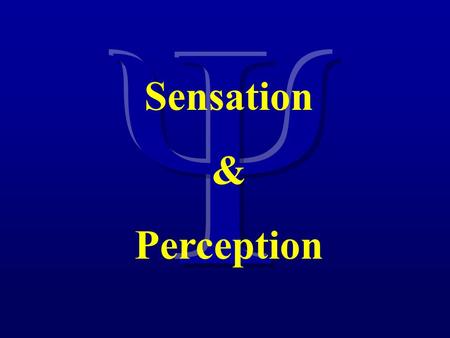 Sensation & Perception. 17 – Somatosensation Touch Heat/Cold Pain.