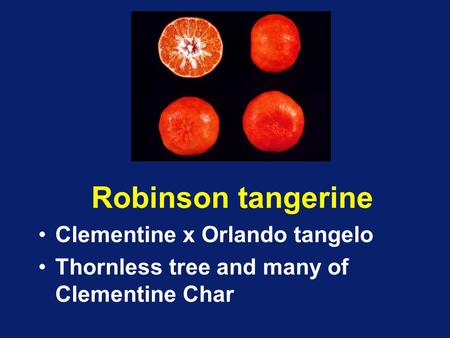 Robinson tangerine Clementine x Orlando tangelo