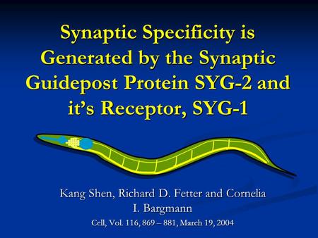 Synaptic Specificity is Generated by the Synaptic Guidepost Protein SYG-2 and it’s Receptor, SYG-1 Kang Shen, Richard D. Fetter and Cornelia I. Bargmann.